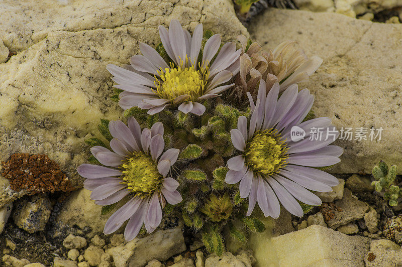 羊头菊、地菊、古狐尾松林;因约国家森林，白山，加利福尼亚州。菊科。