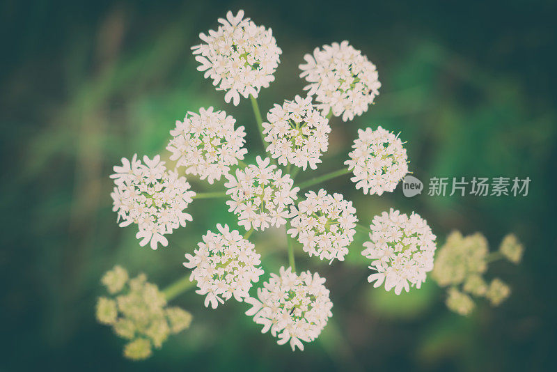 牛欧芹，也叫无尾花芹