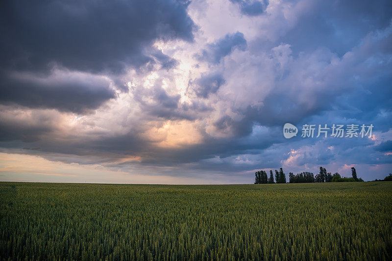 小麦与雷雨云日落天空的背景。