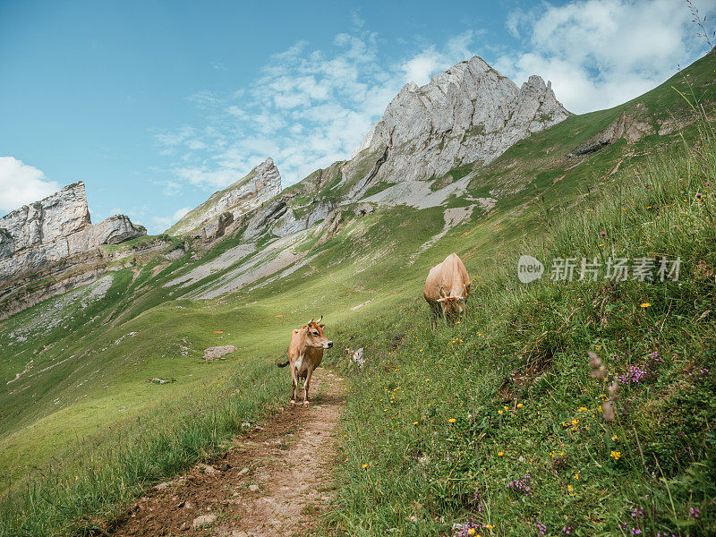 阿彭策勒奶牛在草地上