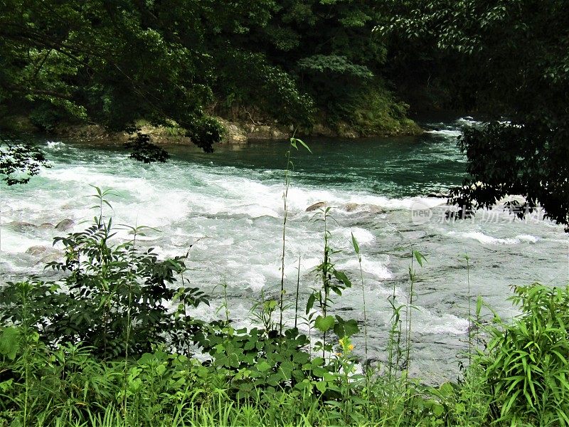 日本。7月。多雨的季节。湍急的河水在山间流淌