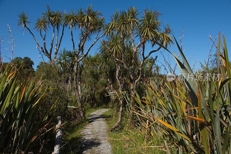 哈普卡河口漫步在新西兰南岛西海岸的抱负山国家公园