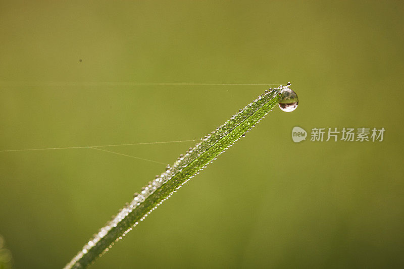 草地上的晨露