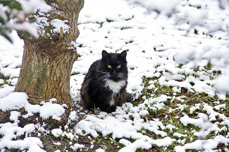 大自然中下雪天的小条纹猫