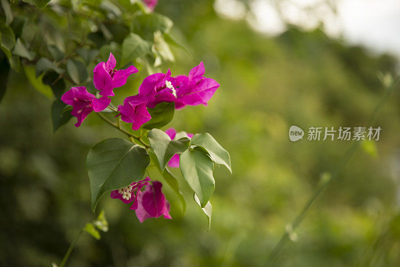 盛开的叶子花属。红色叶子花属的花。