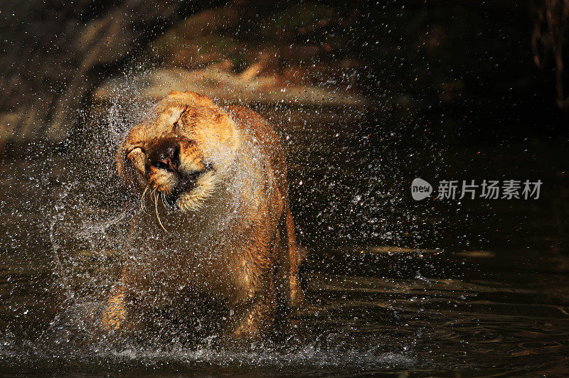 母狮子正在洗澡