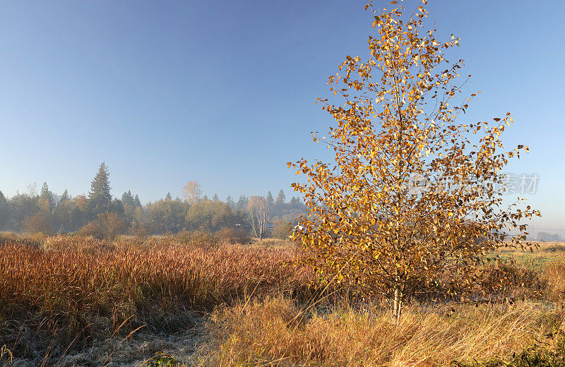 秋天，加拿大弗雷泽河谷泛滥平原上的阴霾