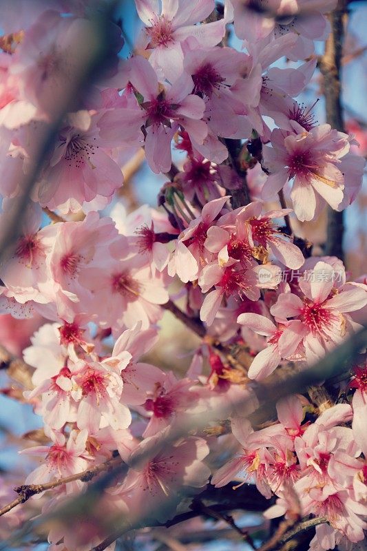 粉红色樱花树