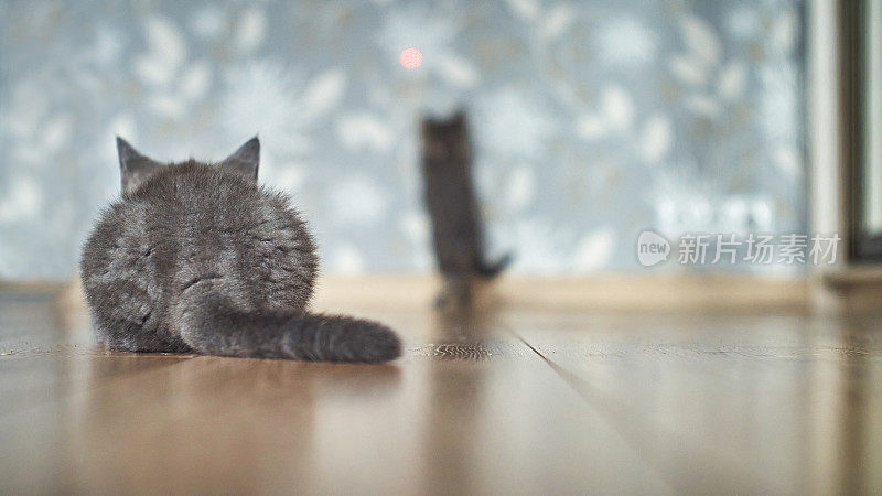 两只灰色小猫在室内的墙上寻找激光笔。小猫们正在寻找并追逐红点。选择性的集中在前面的动物转身后。第二只小猫在模糊的背景上试图达到目标。
