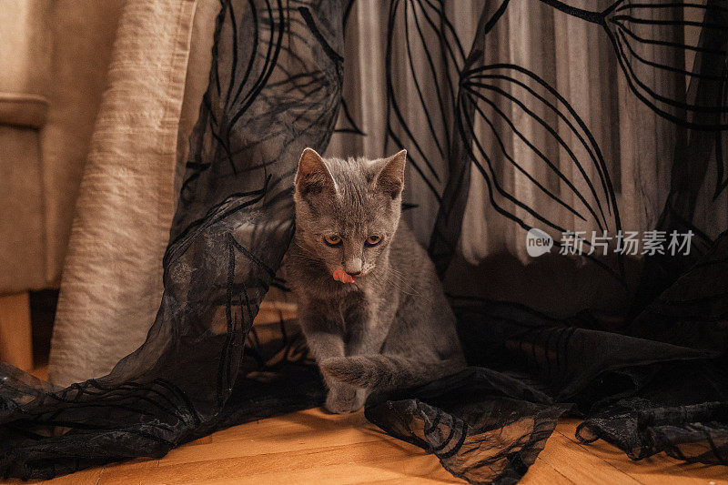 好奇的俄罗斯蓝猫在客厅玩窗帘