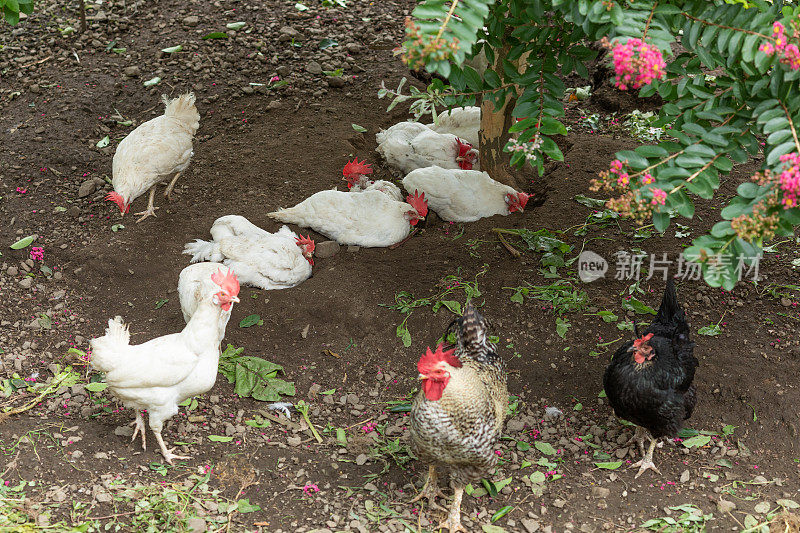 鸡和公鸡的本质