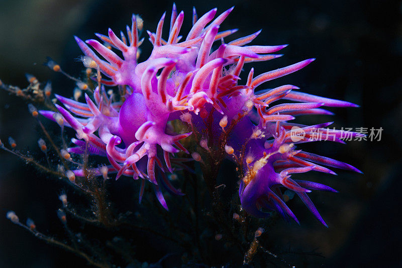 海洋生物裸鳃潜水美人水肺潜水员的观点