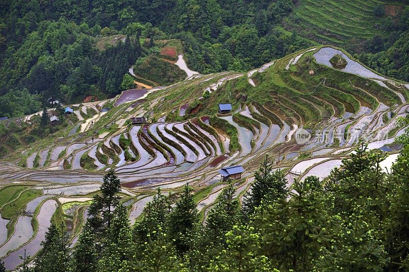 贵州,China-Colorful梯田