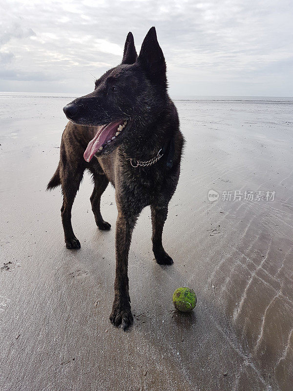 守护我的球大比利时牧羊犬站在海滩上守卫他的球后，把它带回他的主人再次扔。