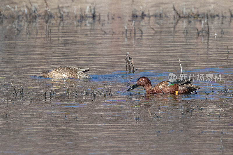 肉桂鸭(公右，母左)觅食和游泳