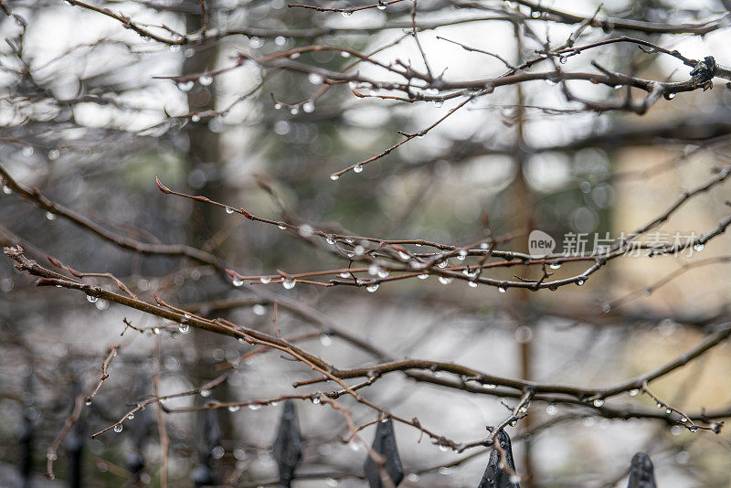 融化的雪在树枝上形成雨滴