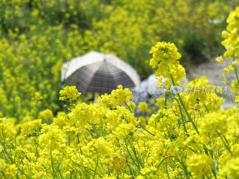 日本。3月。油菜花的伞。春天的模式。