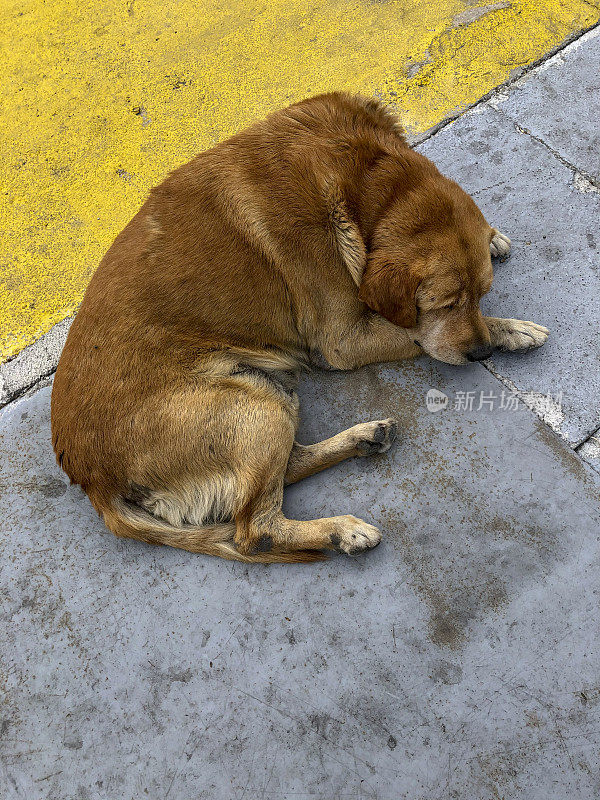 博德鲁姆的流浪狗在放松和睡觉