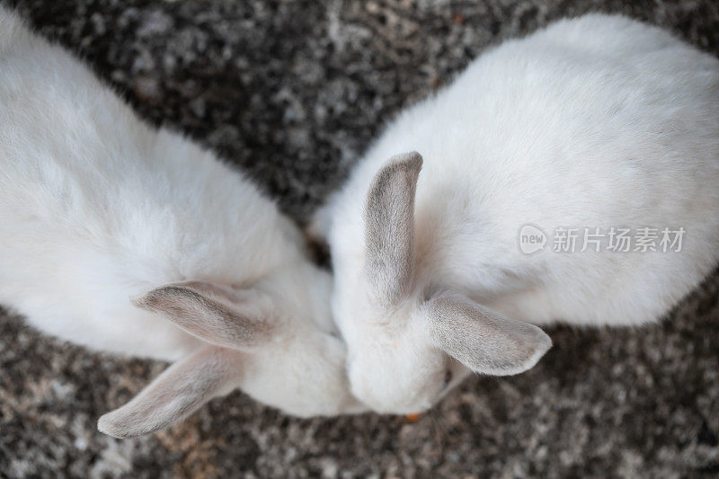 小白兔在吃胡萝卜