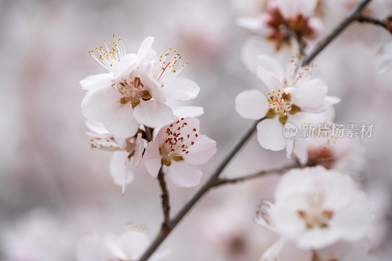 春天樱花盛开