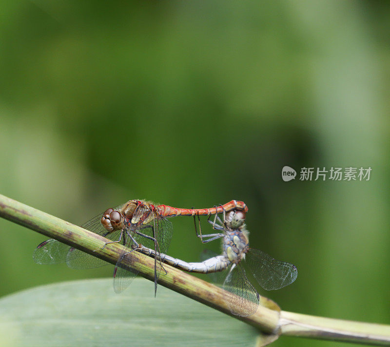 普通蜻蜓交配