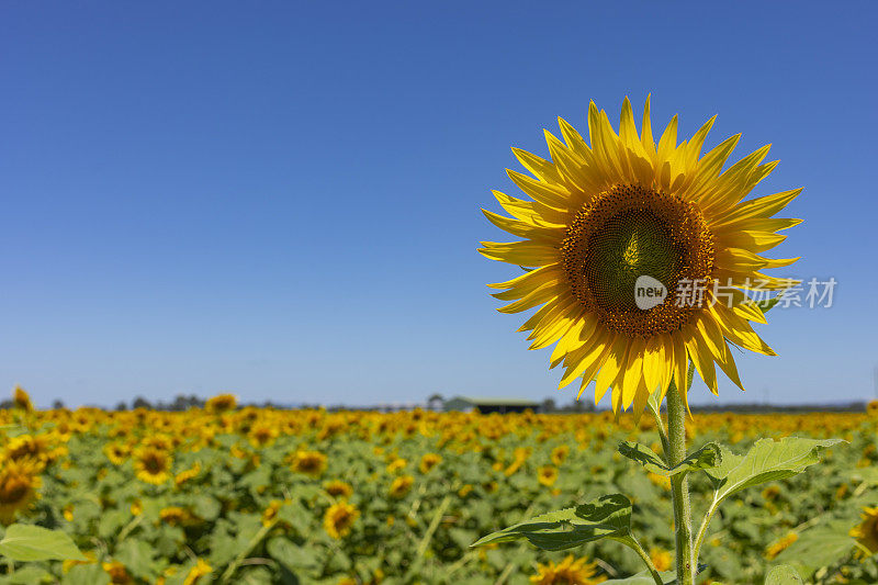 农场上的向日葵田