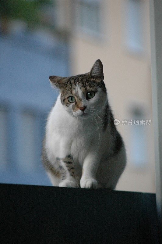 猫坐在窗台上