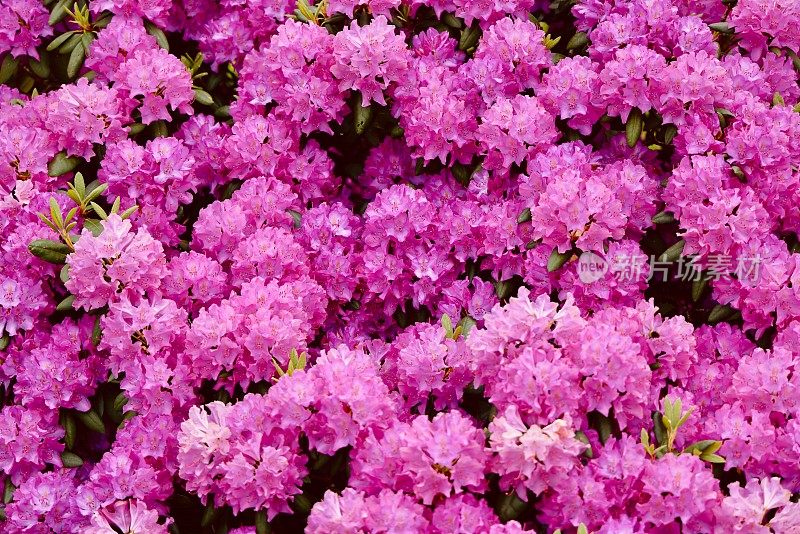 在春天盛开的紫色杜鹃花