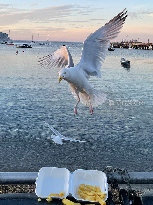 鲱鱼鸥展翅盘旋，准备栖息在海边黑色的硬塑料垃圾桶垃圾桶里，从一次性的外卖盒里捡鱼和薯条，海面上漂浮的船只