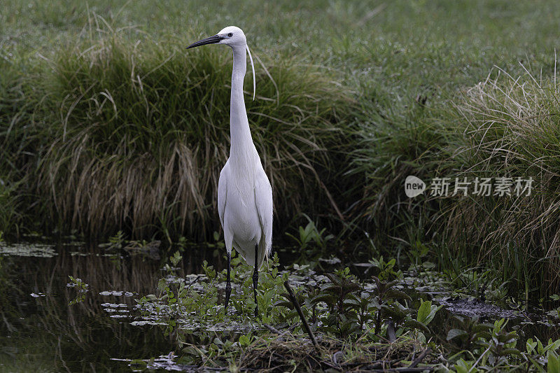 小白鹭