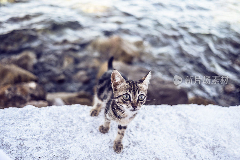 迷途小猫好奇地看着海边