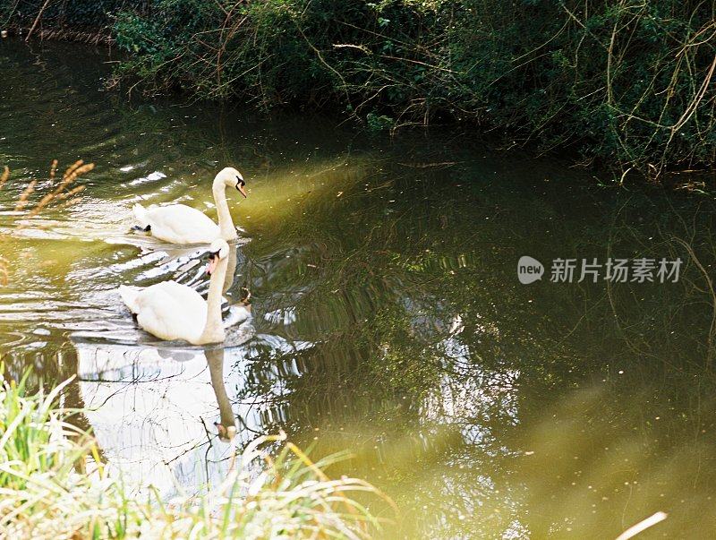 英国埃文河畔斯特拉特福运河。从纤道上看。