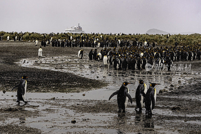 南乔治亚岛圣安德鲁斯湾的国王企鹅
