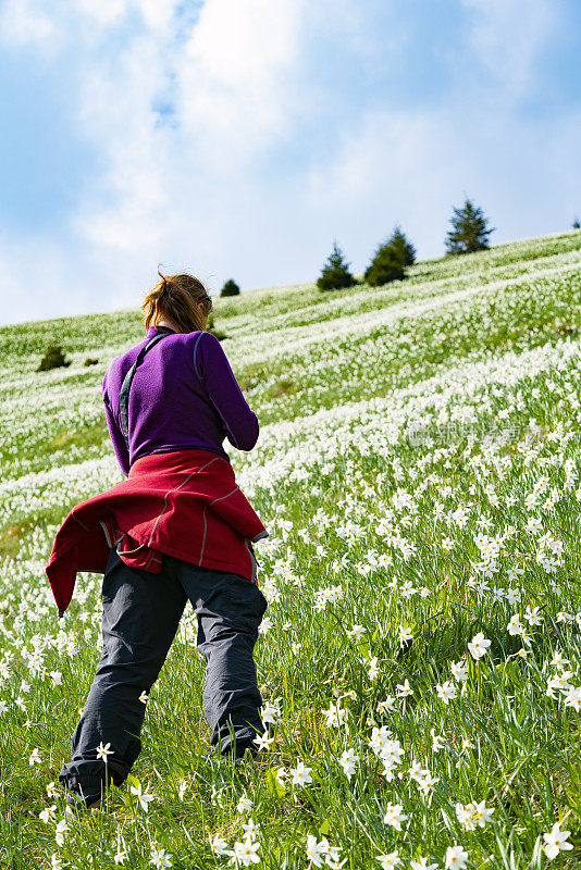 后视图妇女站在模糊的花田在山坡上，Golica，斯洛文尼亚