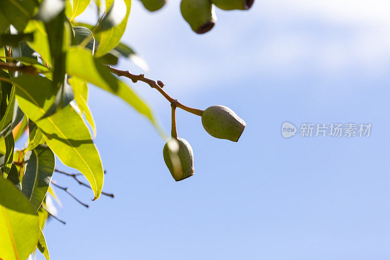 澳大利亚橡果特写，美丽的自然背景与复制空间