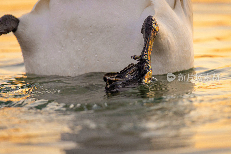 日落时湖面上漂浮的天鹅