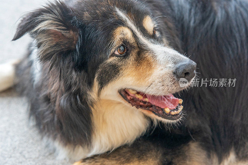 友好的边境牧羊犬靠近了