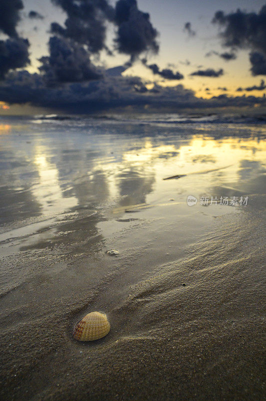 日落时分，泰塞尔海滩上的贝壳被冲上了海岸