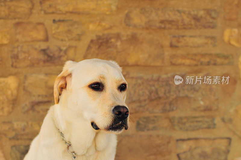 拉布拉多幼犬