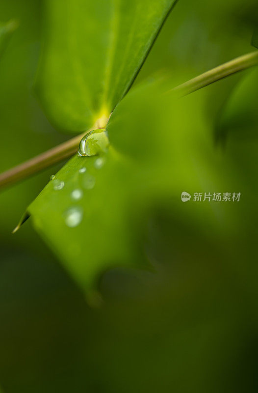 叶与雨滴