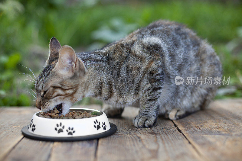 猫在后院吃粒状猫食