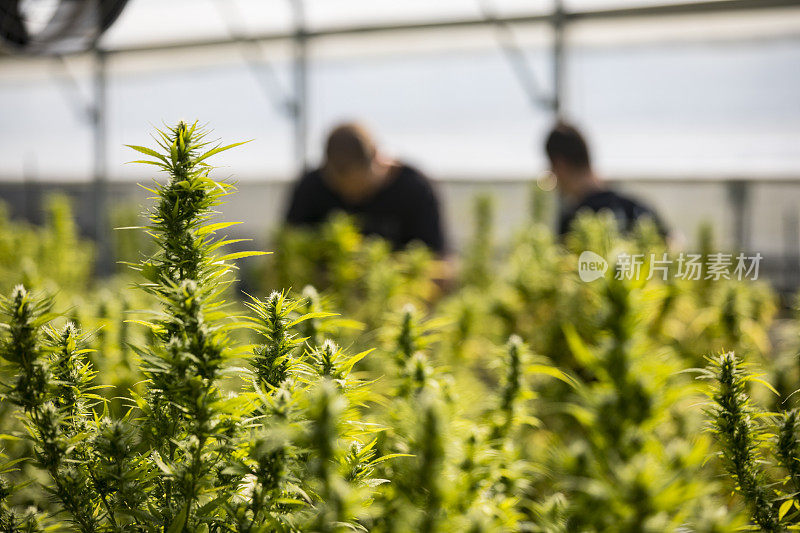 大麻在农场的商业种植