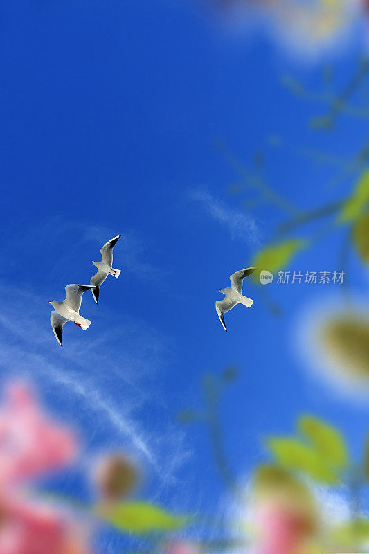 一群小鸟飞过蓝色的阳光灿烂的天空