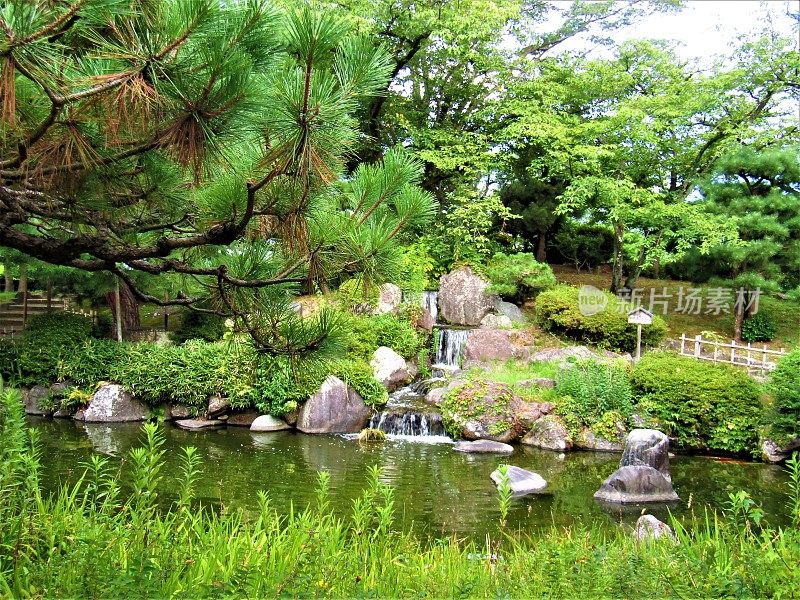 日本。8月。石川县小松市美丽的日本花园。