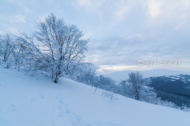 喀尔巴阡山脉风景优美。白雪皑皑的山峰高耸入云。美丽的天空覆盖着雪山。乌克兰