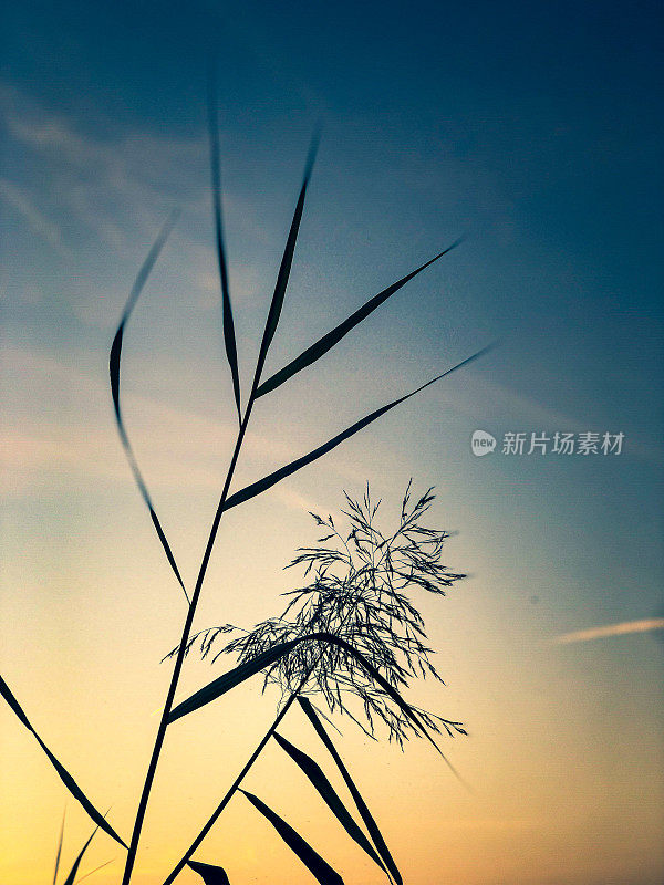 夕阳下美丽的芦苇。