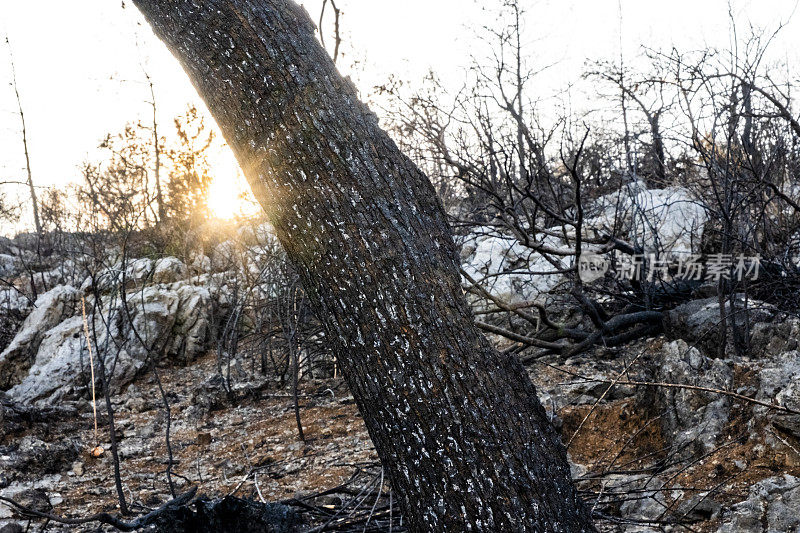 通过森林野火和损坏的天然树干滥伐森林