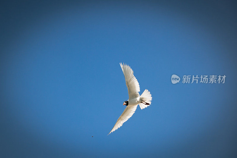 鸟儿在天空中飞翔