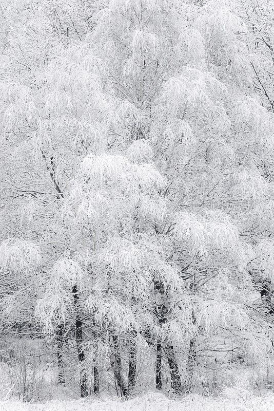 雪覆盖了树枝