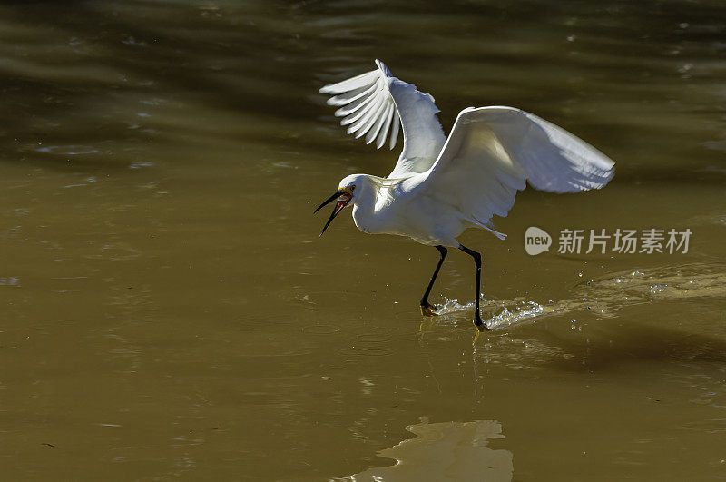 白鹭，白鹭，喂食;佛罗里达萨尼贝尔岛的丁达林国家野生动物保护区。飞着去吃水里的小鱼。